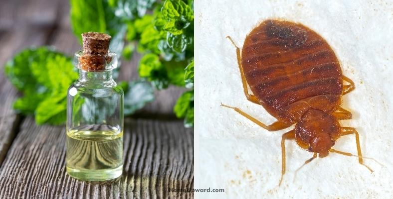 Do Bugs Hate Peppermint Oil