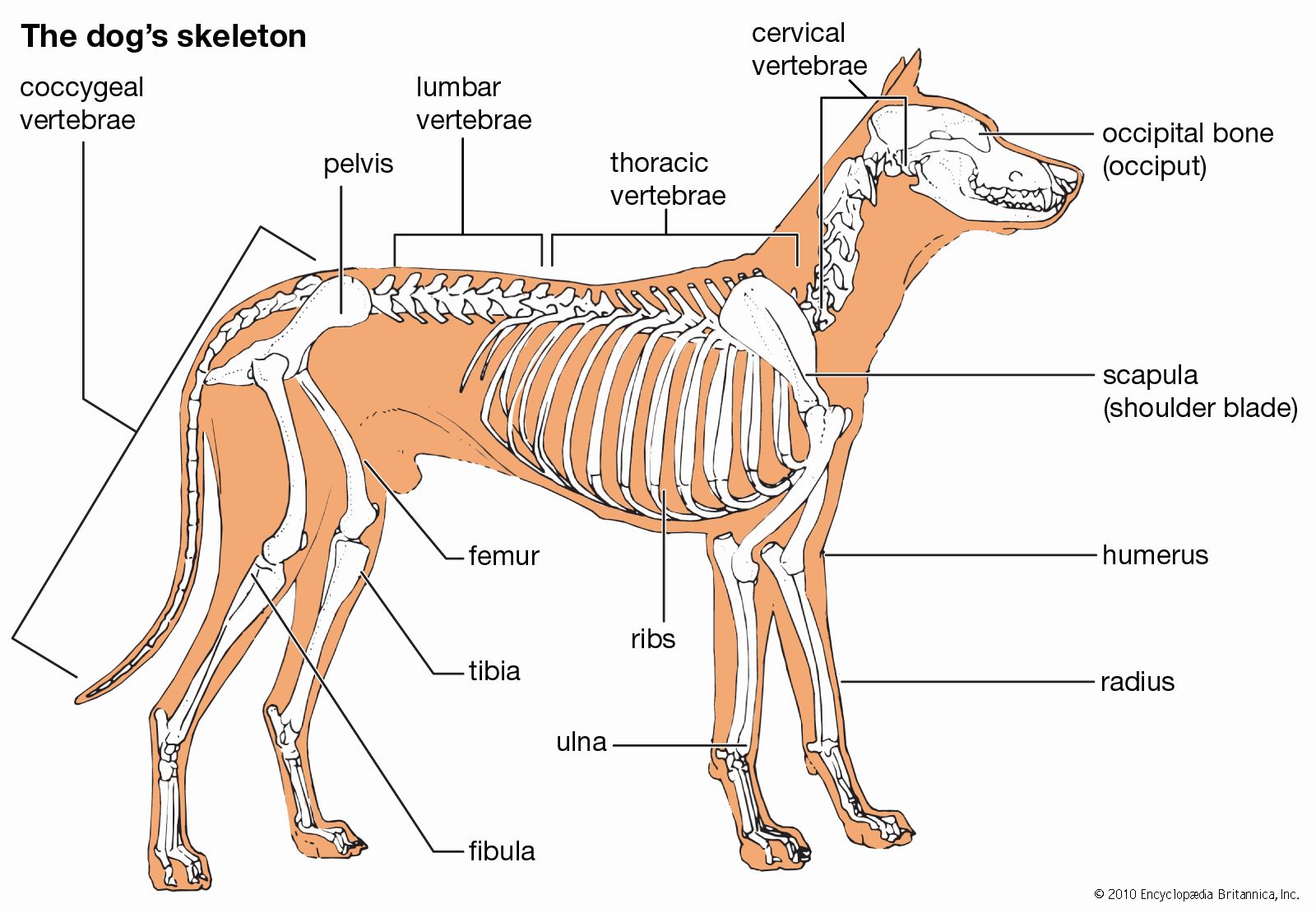 What Bones Can Dogs Have