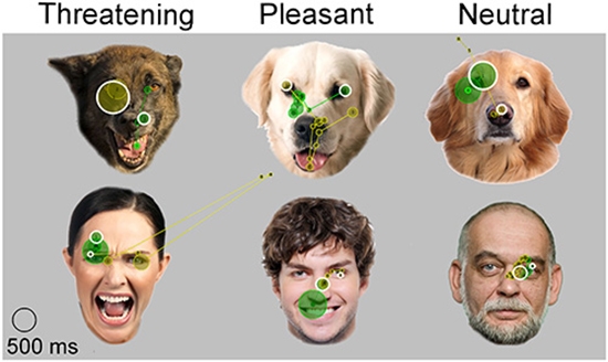 How Do Dogs See Human Faces