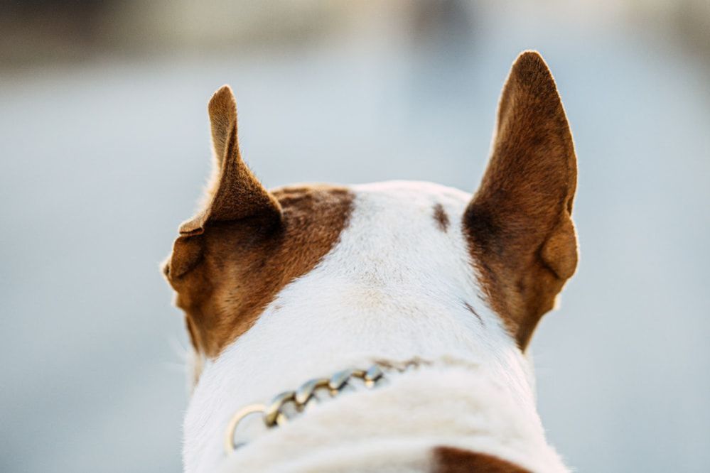 Why Do Dogs Put Their Ears Back