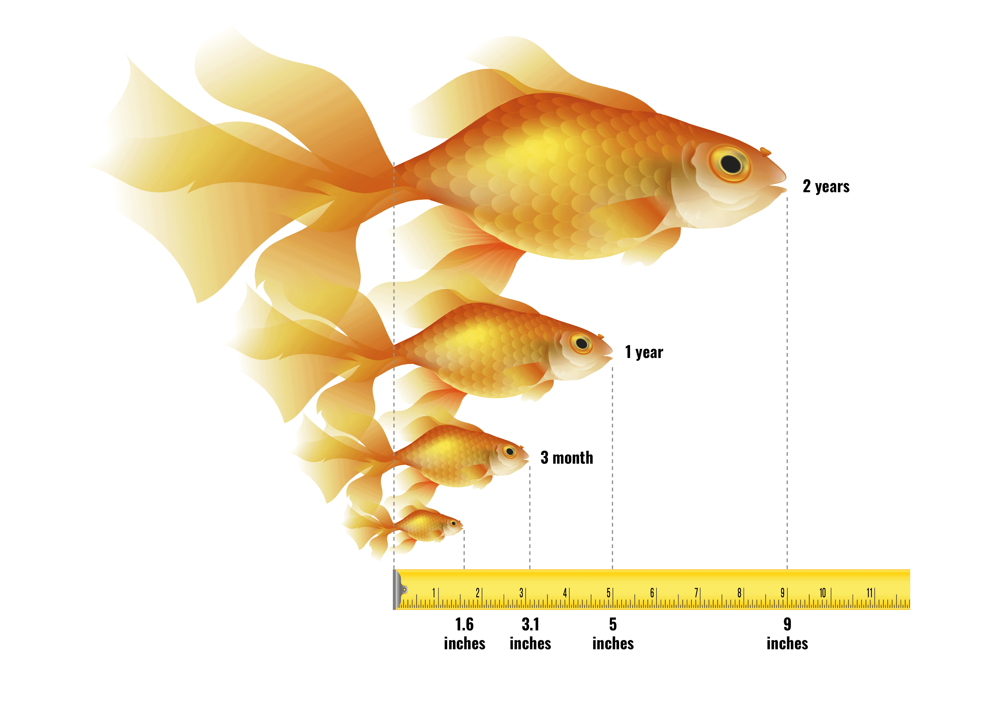 How Big Will a Goldfish Get