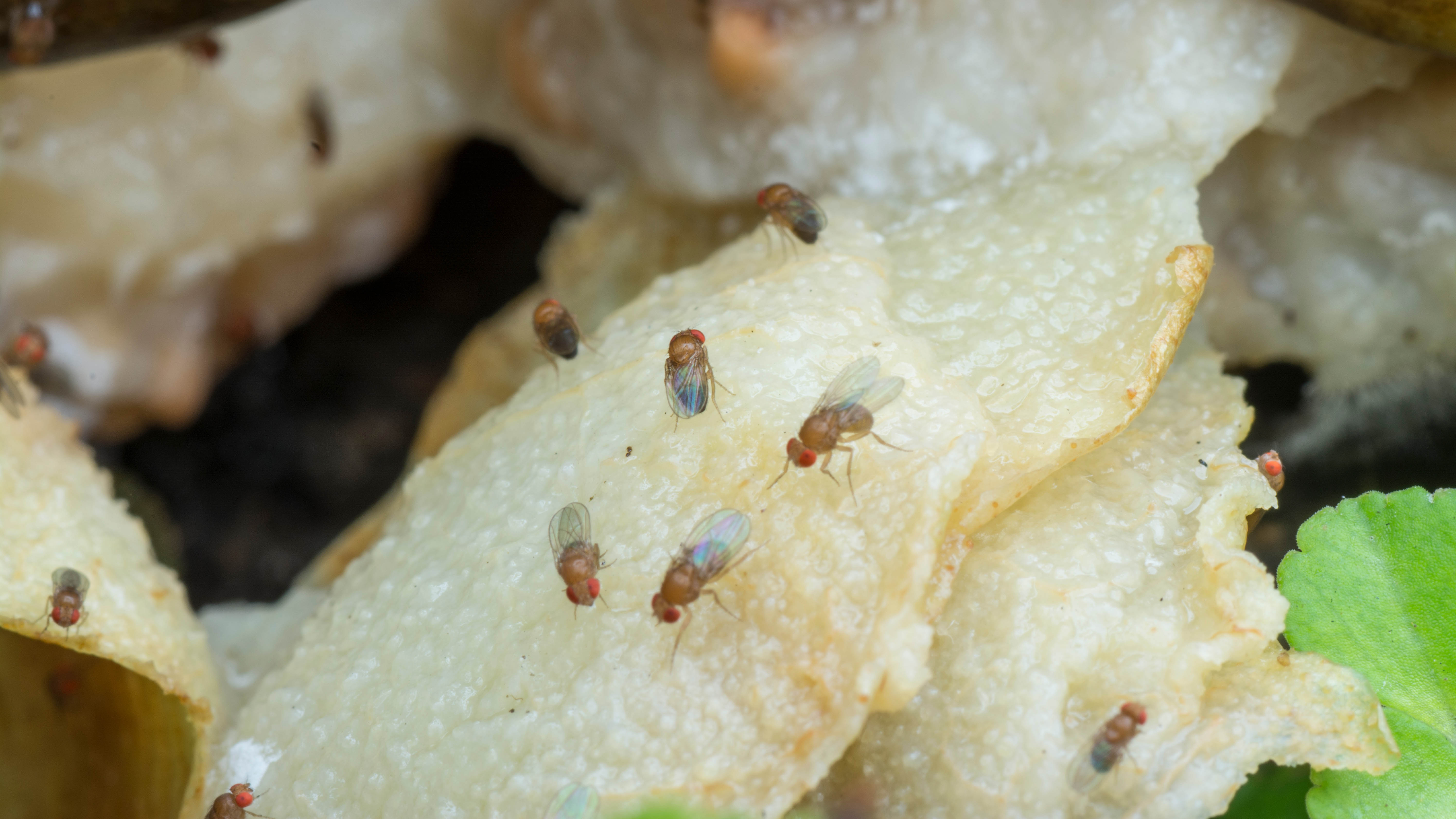 What Happens If a Gnat Lands on Your Food