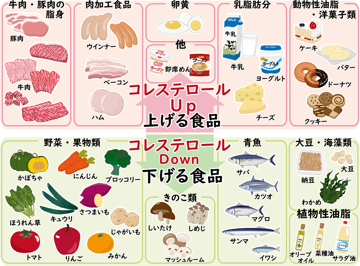 コレステロールが低すぎる原因とは？健診の落とし穴と隠れた病気リスク