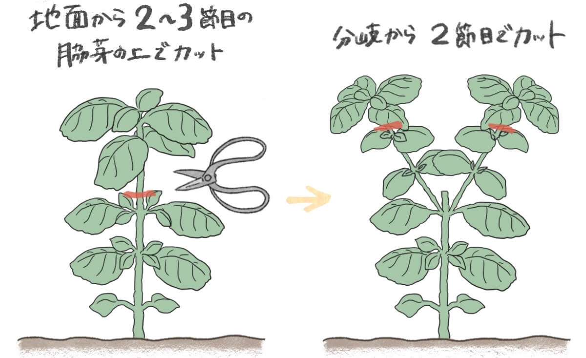 バジル収穫方法の正解！秋まで無限に葉を茂らせる摘心と保存術
