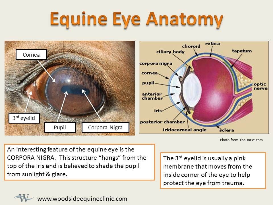 Horse Anatomy Eyes Ears Hypervigilance Wide Field of Vision