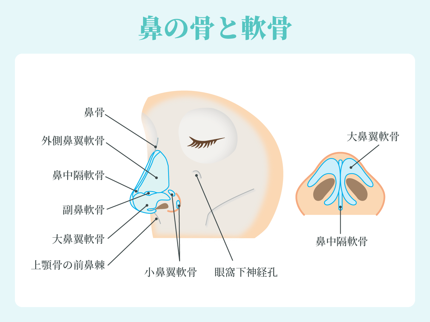 鼻の軟骨がないと感じる理由は？鼻先が柔らかい原因と最新改善法