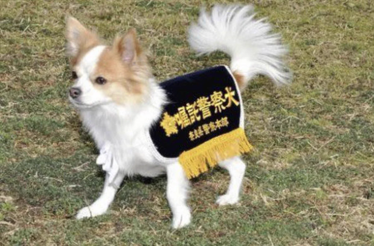 チワワが警察犬に合格した真相｜奈良県警モモの軌跡と小型犬の役割