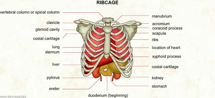 What Do Ribs Protect