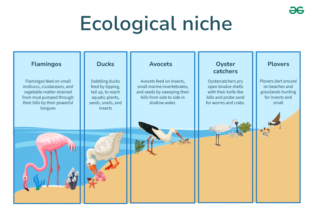 Ecological Niche Example