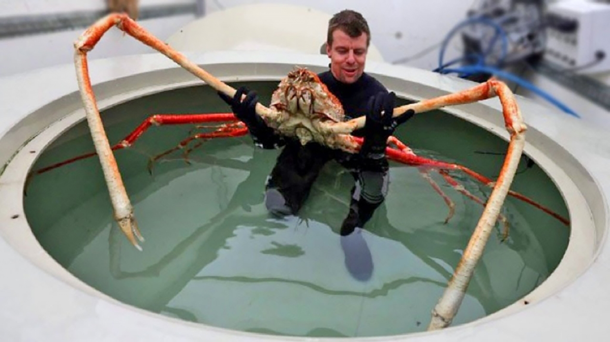 World's Largest King Crab