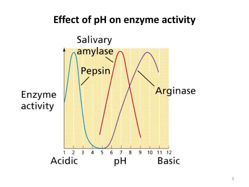 How Does Ph Level Affect Enzyme Activity