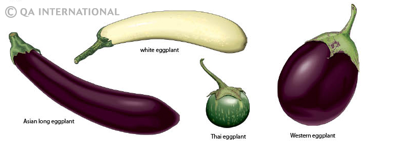 Is Aubergine the Same as Eggplant