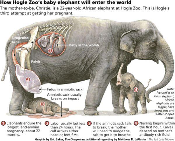 How Long Is an Elephant Pregnant