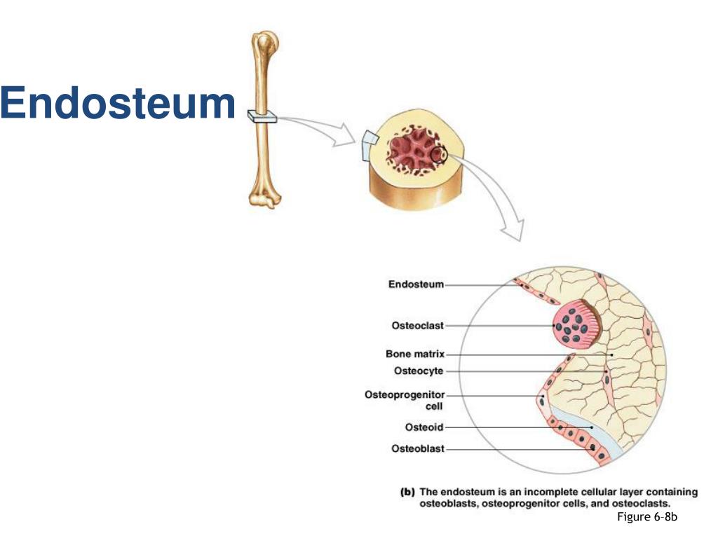 Choose All Statements That Characterize Endosteum