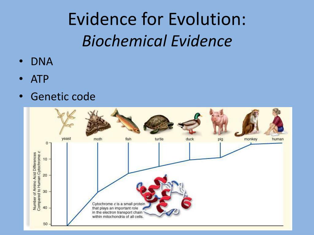 Indicate How Biochemistry Provides Evidence of Evolution