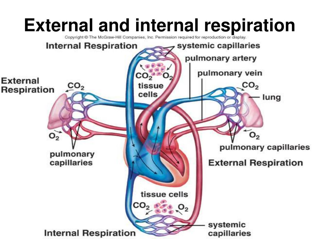 Differentiate Between Internal Respiration and External Respiration