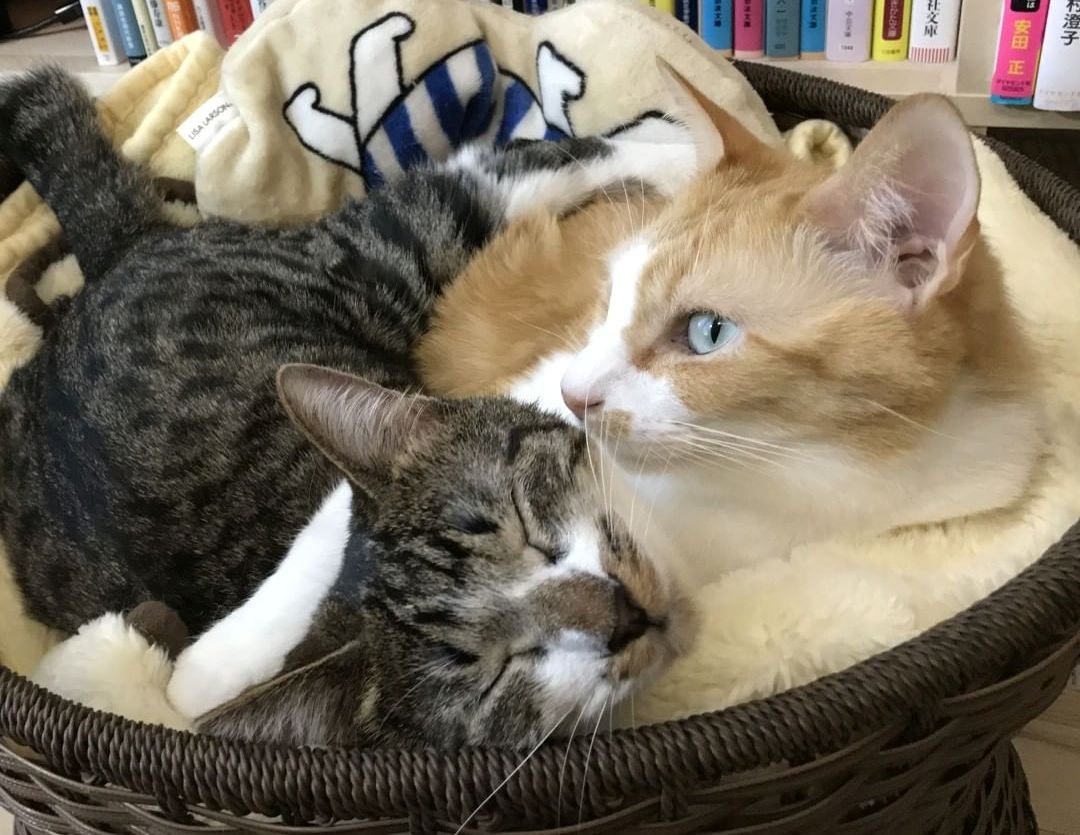 Daigoの愛猫「ぬこ様」の全貌！猫種や飼育部屋・愛用品を徹底解説