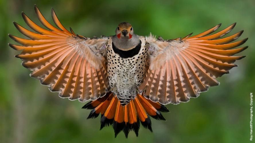 Bird with Orange Under Wings