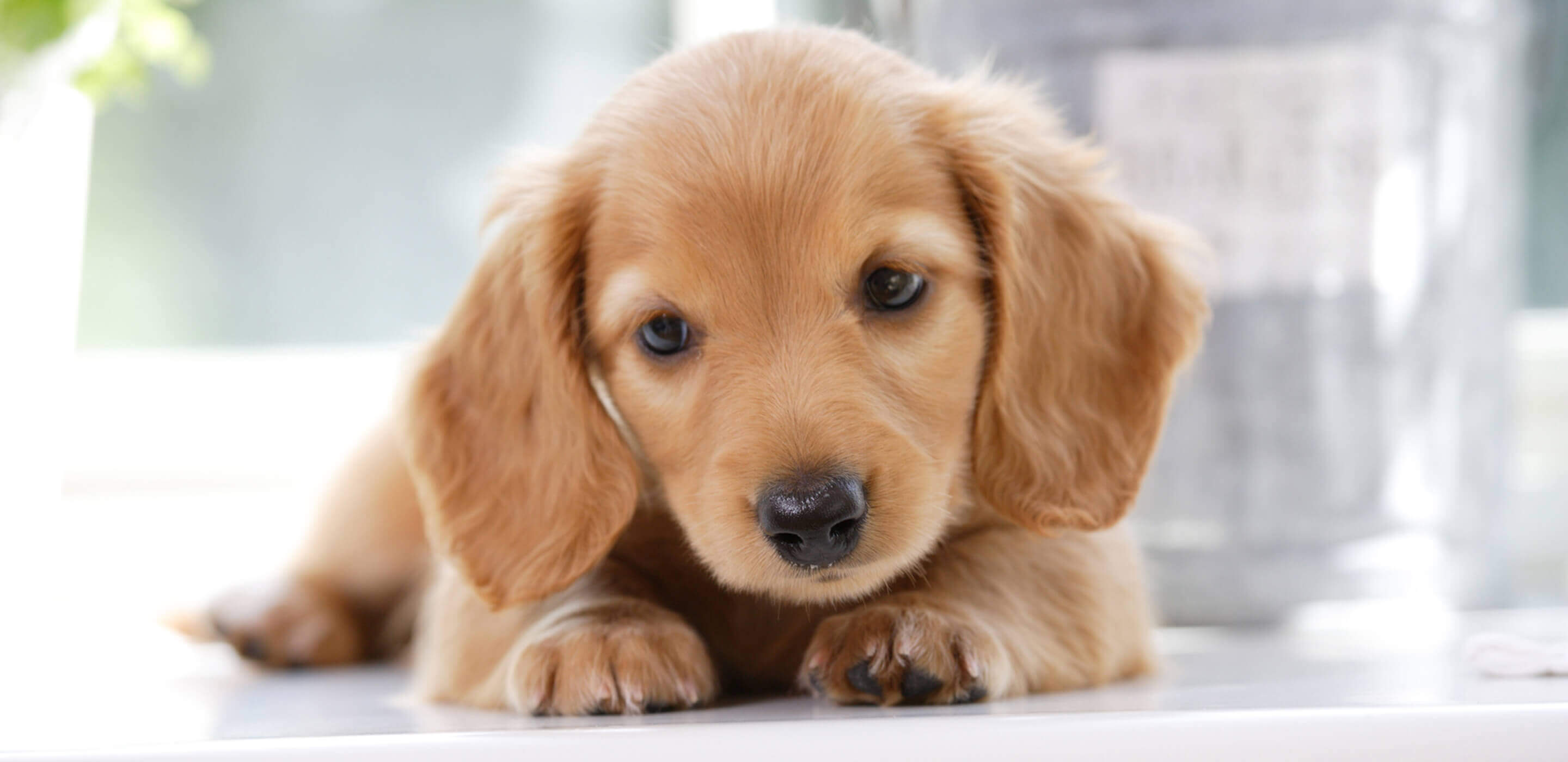 北海道で子犬を無料譲渡で迎える真実｜里親募集の罠と安全な引き取り方