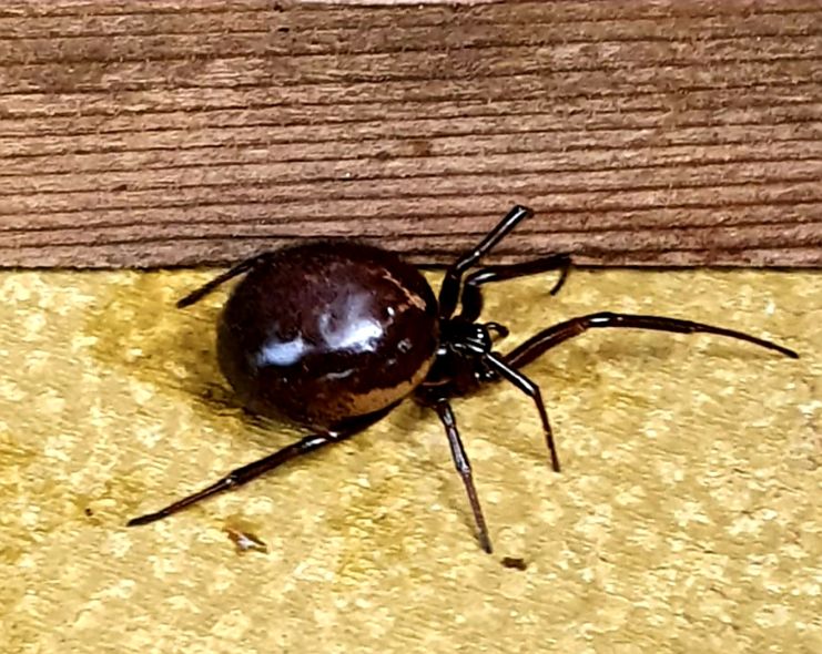 Are Black Widows in the Uk