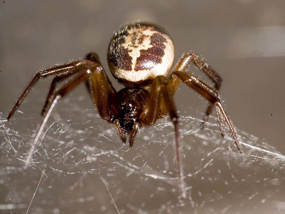 What Is a False Widow Spider