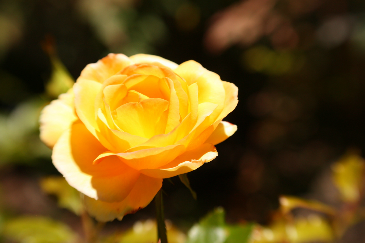 父の日の花はなぜ黄色？定番の理由と2026年最新人気ギフトを徹底解説
