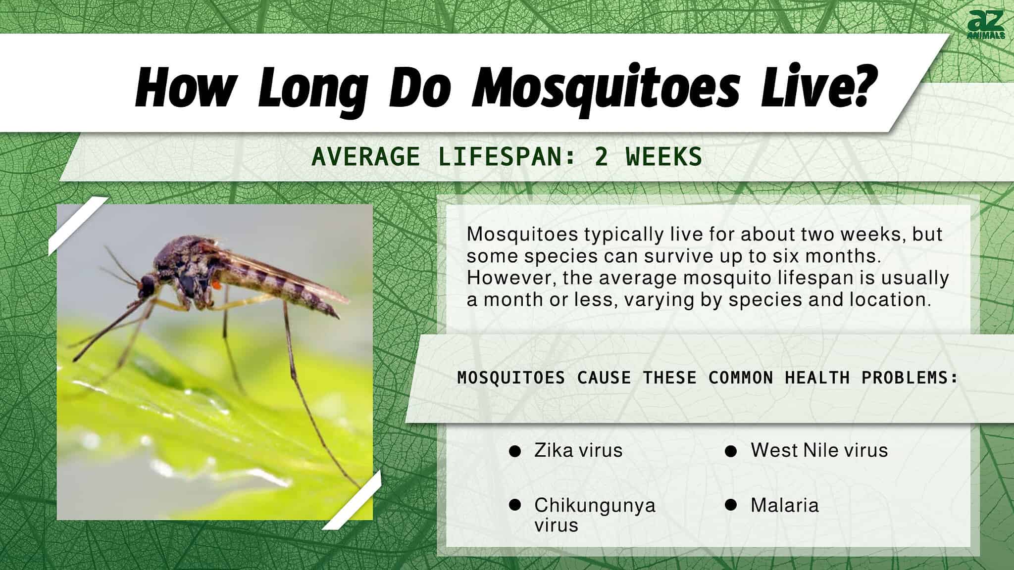 How Long Can Mosquitoes Live Without Feeding