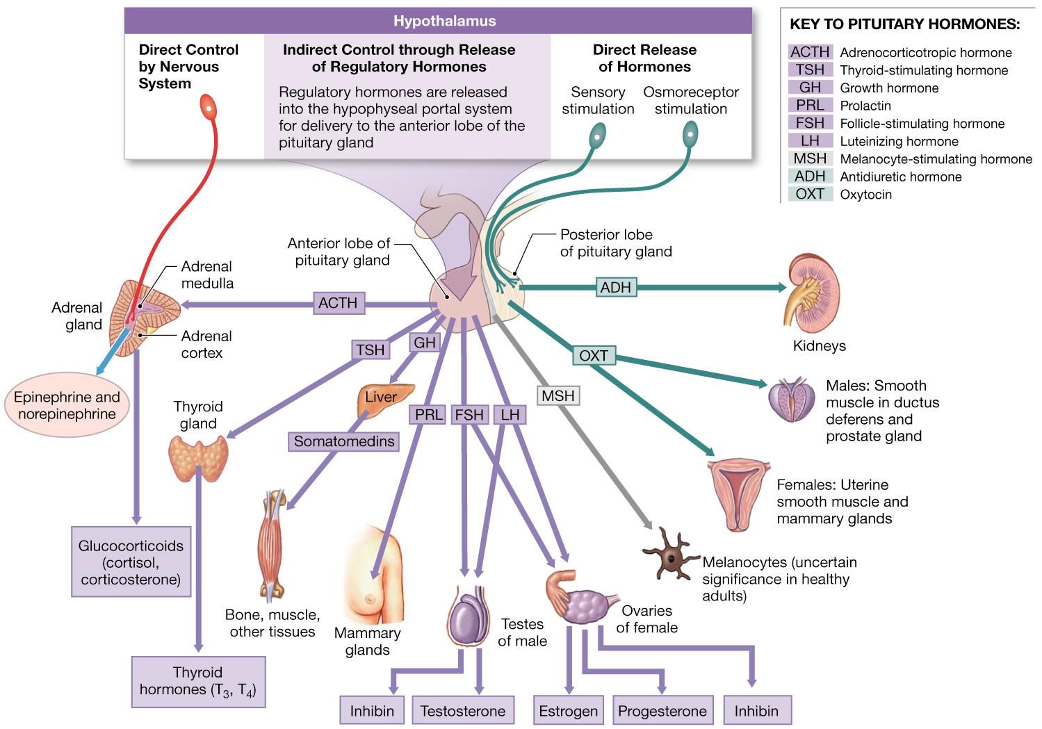 Hormones in Humans