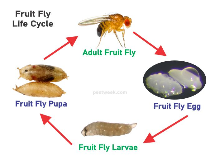 What Do Fruit Flies Turn Into