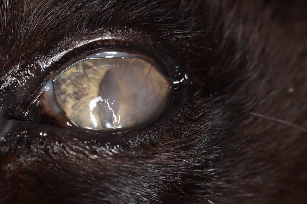 Cays Eye Won't Open and Is Wet
