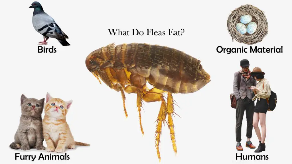 What Animals Eat Fleas