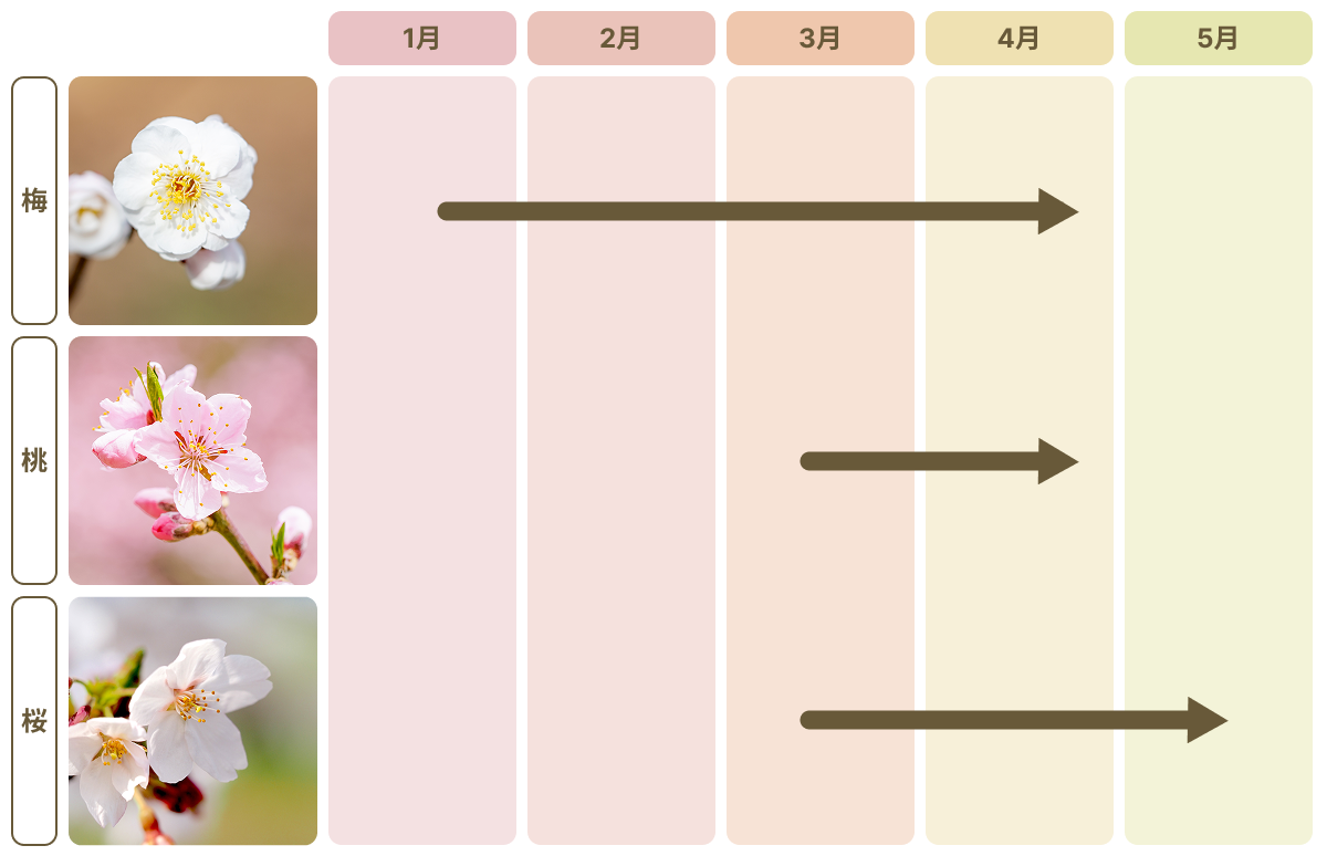 桜と梅の違いを一瞬で見抜く！花びら・幹・桃の見分け方2026決定版