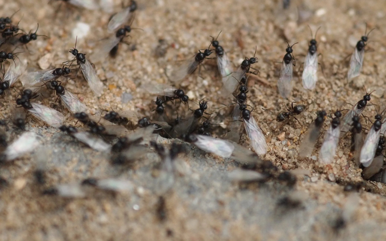 Where Do the Flying Ants Come From