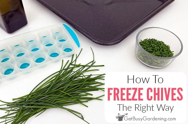 Can You Freeze Chives from the Garden