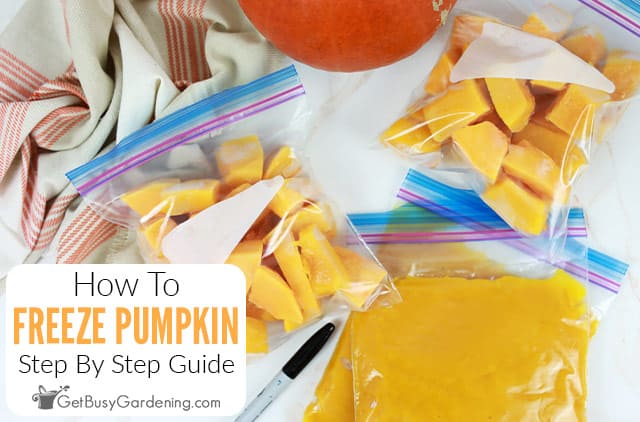 How to Freeze Pumpkins