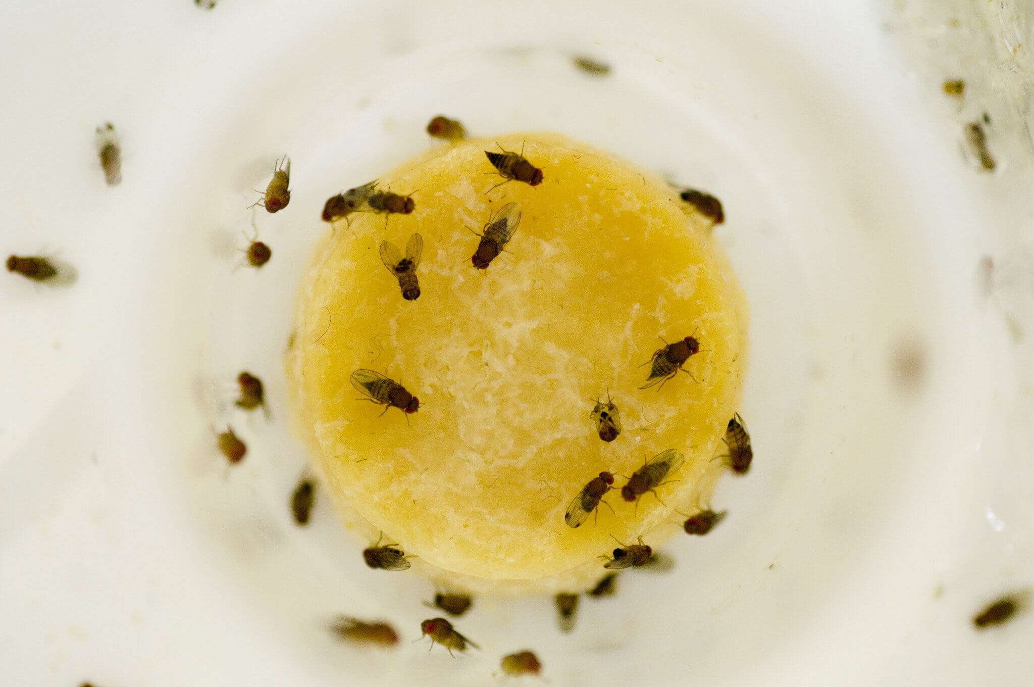 Why Do I Have Fruit Flies in My House