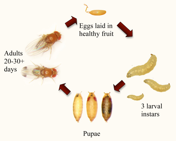 How Is a Fruit Fly Born
