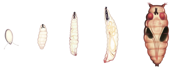 What Do Maggots Look Like Before They Hatch