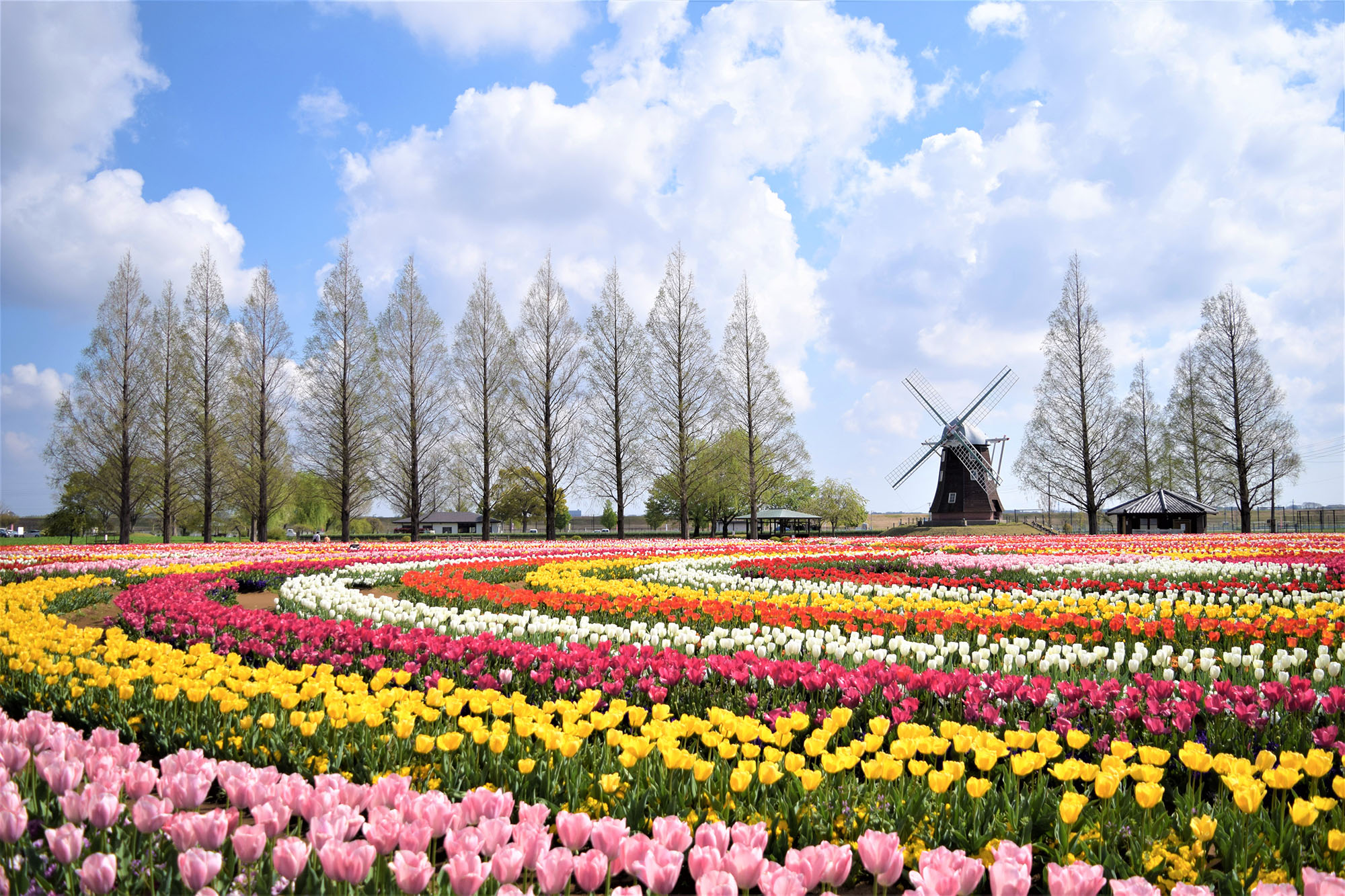 あけぼの山公園2026最新花便り！風車と絶景の完全攻略ガイド