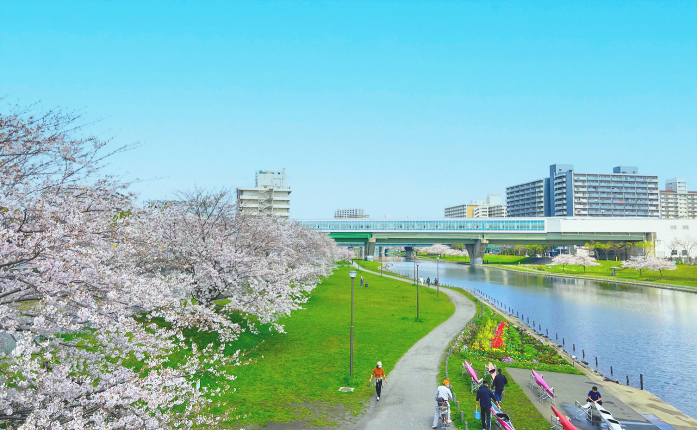 旧中川水辺公園の河津桜と絶景スカイツリー！2026年見頃と攻略法