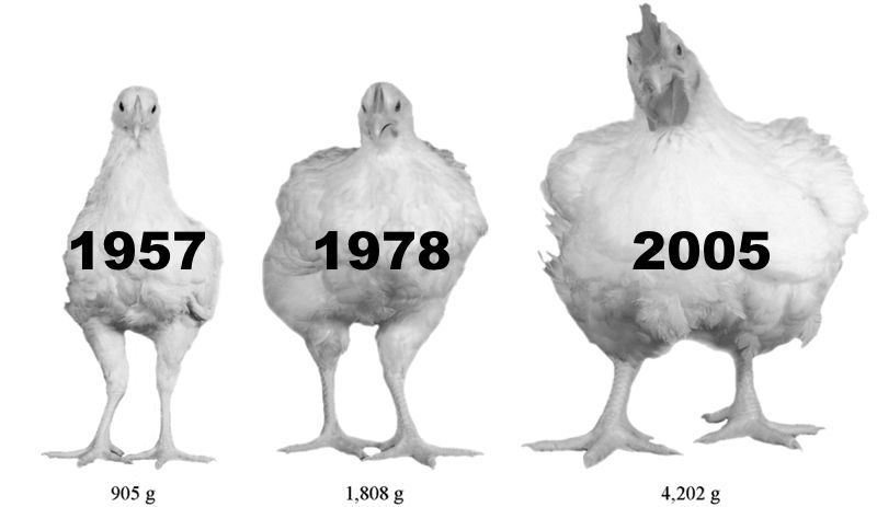 Average Weight of a Hen