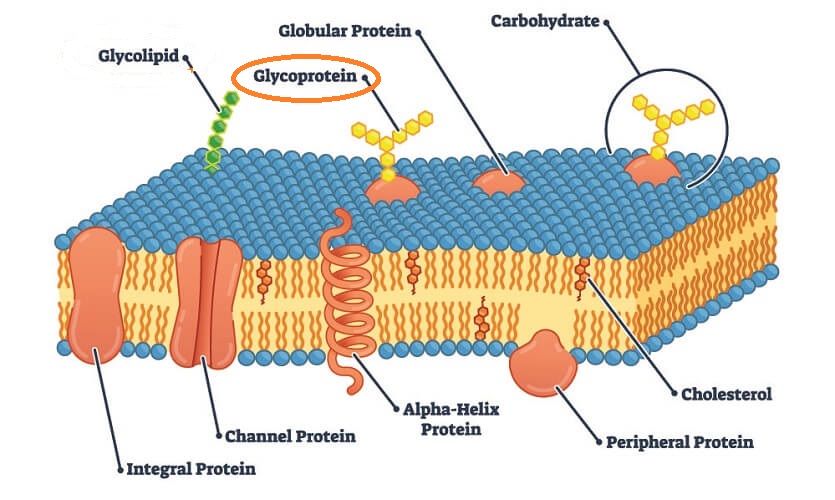 What Does a Glycoprotein Do in a Cell Membrane