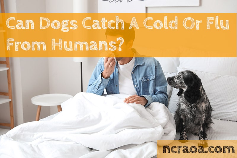 Can Dogs Catch the Human Flu