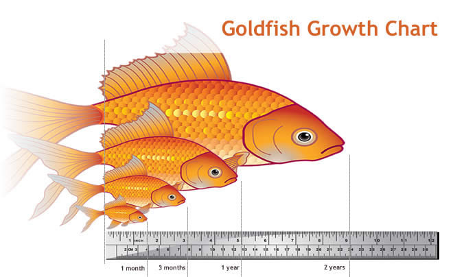 How Big Can a Goldfish Grow