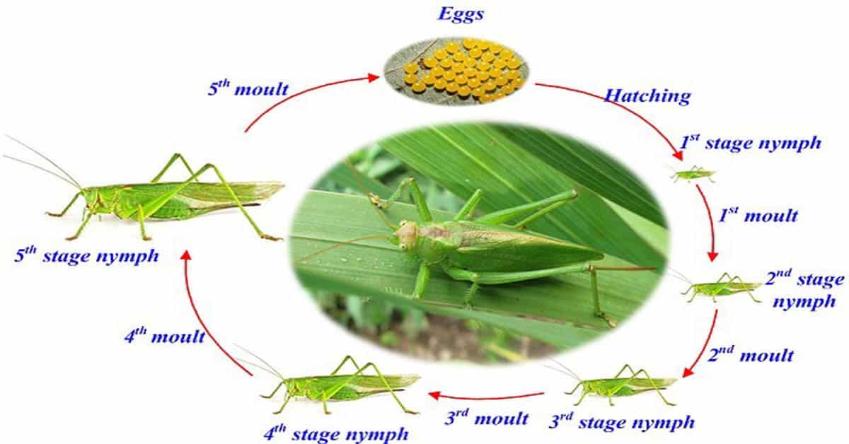 How Long Does It Take for Grasshopper Eggs to Hatch