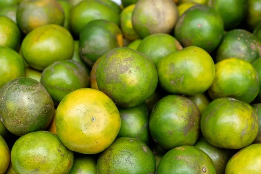 Are Green Oranges Safe to Eat