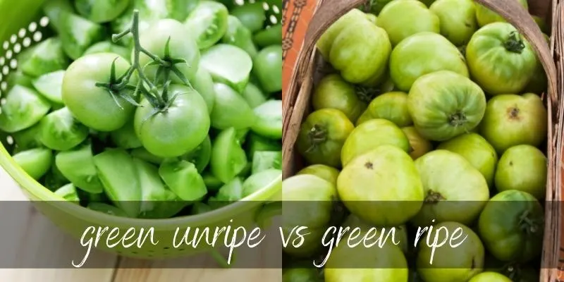 Can You Eat Unripe Green Tomatoes