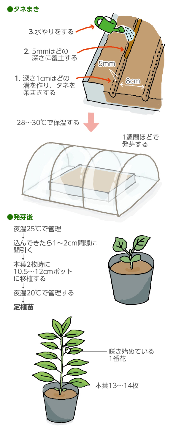 ピーマン水やりで毎日枯れる謎！猛暑を制し爆生えさせるプロの極意