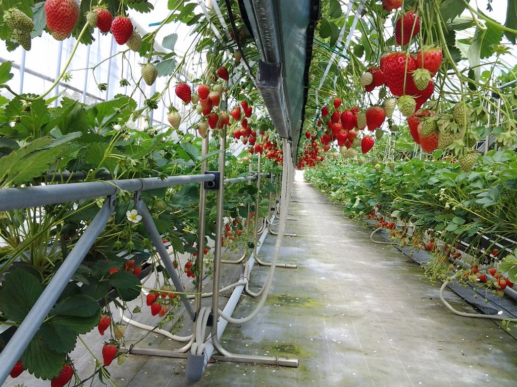 石川県のいちご狩り2026最新比較！完熟食べ放題と人気農園の予約戦略