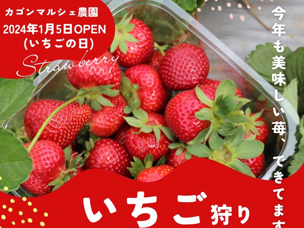 【2026年】志布志いちご狩り完全ガイド！人気農園の予約と穴場を徹底追跡